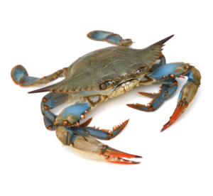 Краб голубой морской азиатский (Китай), кг